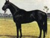 stallion Stupendous xx (Thoroughbred, 1963, from Bold Ruler xx)