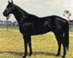 stallion Stupendous xx (Thoroughbred, 1963, from Bold Ruler xx)