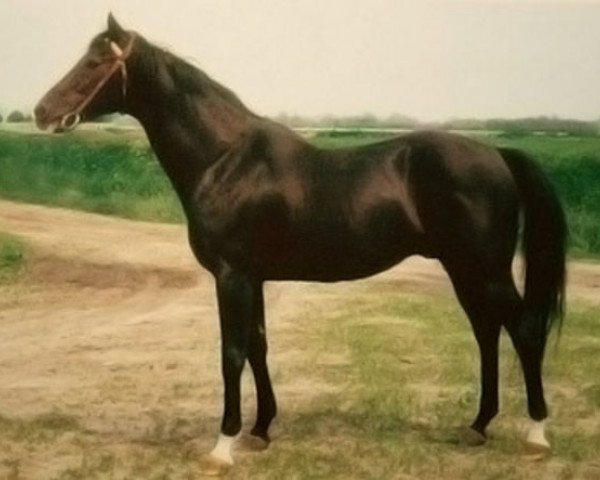 stallion Dakota xx (Thoroughbred, 1971, from Stupendous xx)