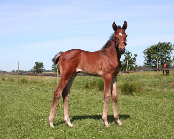 jumper Collina (Oldenburg show jumper, 2011, from Collado)