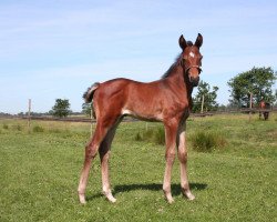 Pferd Collina (Oldenburger Springpferd, 2011, von Collado)