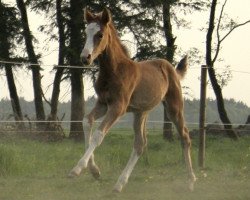 Springpferd Gloria P (Oldenburger Springpferd, 2011, von Cornet's Prinz)