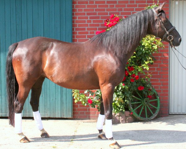 broodmare Gracia P (Oldenburg, 1996, from Grannox)