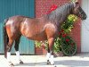 broodmare Gracia P (Oldenburg, 1996, from Grannox)