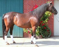 broodmare Gracia P (Oldenburg, 1996, from Grannox)