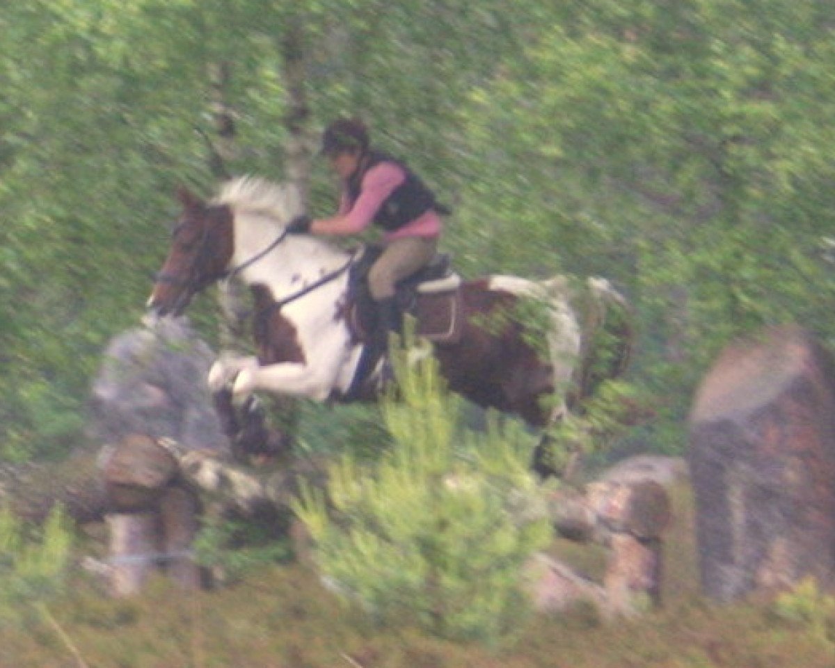 Zuchtstute Bella Donna 95 (Pinto/Kleines Reitpferd, 2000, von Paquito)