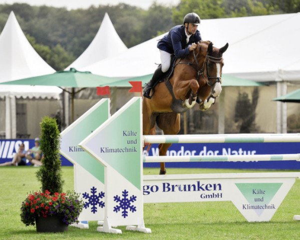jumper Contra 38 (Oldenburg show jumper, 2011, from Chacco-Blue)