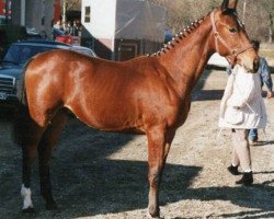 Springpferd Pienot (Württemberger, 1987, von Pionier)