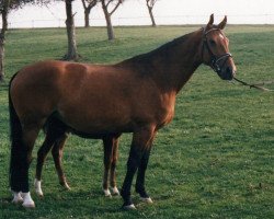 broodmare Kondra (Württemberger, 1982, from Kalauer)