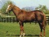 stallion Northjet xx (Thoroughbred, 1977, from Northfields xx)