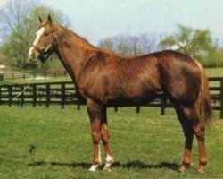 stallion Northjet xx (Thoroughbred, 1977, from Northfields xx)