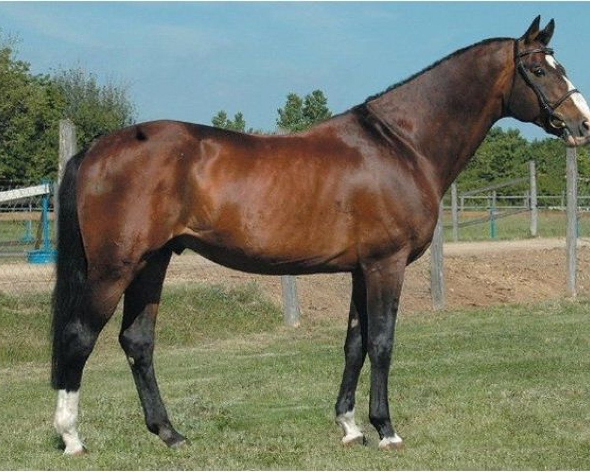 stallion Sunrise (Oldenburg, 1992, from Silvio I)