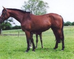 broodmare Maggie I (Holsteiner, 1997, from Cassini I)