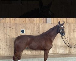 dressage horse Don Ferro Junior (Oldenburg, 2017, from Don Ferro)