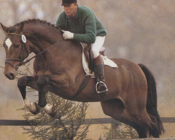 stallion Concord (Holsteiner, 1987, from Caretino)