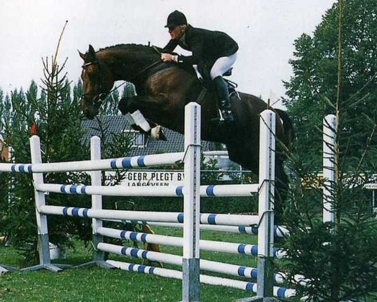 Springpferd Columbus (KWPN (Niederländisches Warmblut), 1984, von Lucky Boy xx)