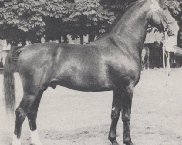 stallion Fürstenstein (Westphalian, 1965, from Fluegel)