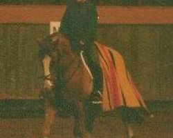 horse Veritas (KWPN (Royal Dutch Sporthorse), 1991)