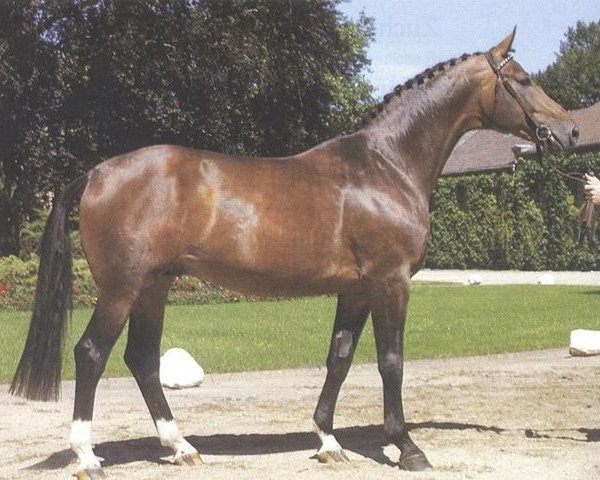 stallion Disco-Prince (Westphalian, 1982, from Disco-Star)