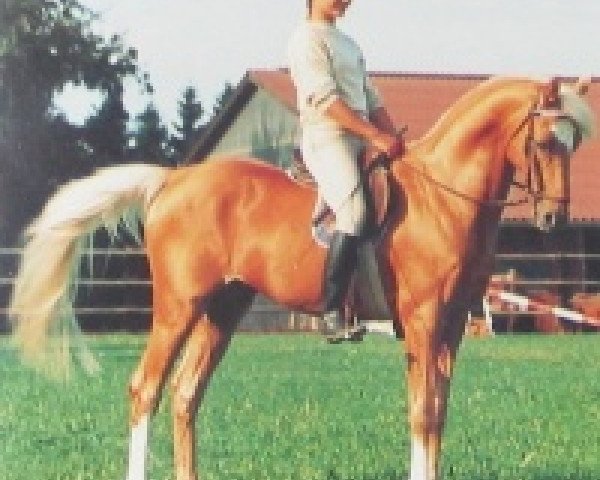 horse Drayton Bubbling Gold (British Riding Pony, 1966, from Bubbly)