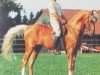 stallion Drayton Bubbling Gold (British Riding Pony, 1966, from Bubbly)