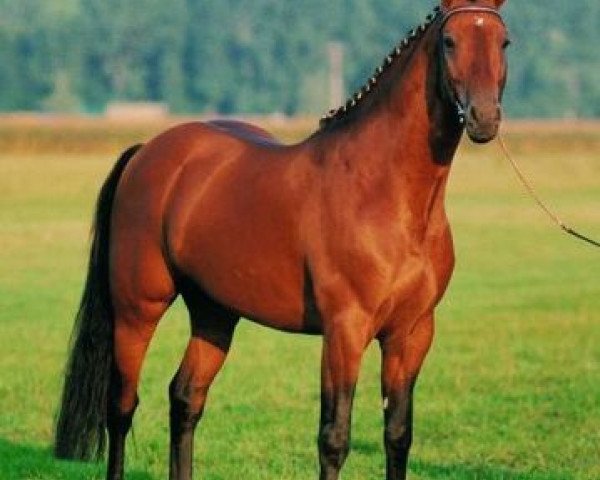 stallion Le Champion (Holsteiner, 1986, from Lord)