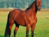 stallion Le Champion (Holsteiner, 1986, from Lord)