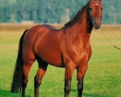 Deckhengst Le Champion (Holsteiner, 1986, von Lord)