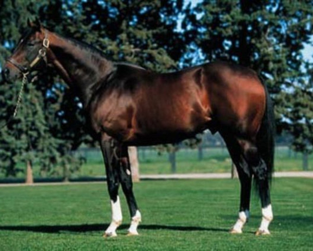 stallion Groom Dancer xx (Thoroughbred, 1984, from Blushing Groom xx)