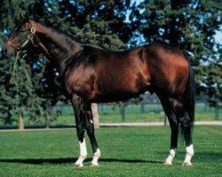 stallion Groom Dancer xx (Thoroughbred, 1984, from Blushing Groom xx)