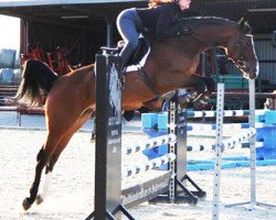 jumper Casatina D (Oldenburg show jumper, 2008, from Casiro I)