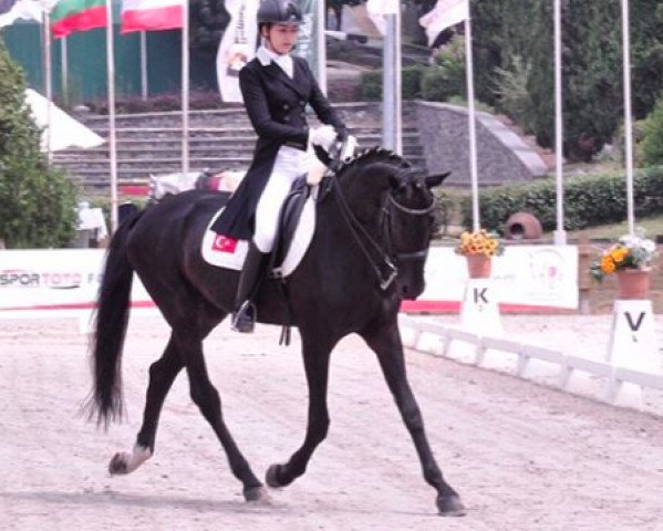 dressage horse Gutenberg (Bulgarian Warmblood, 1997)