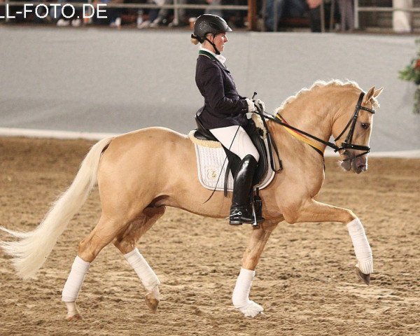 stallion Golden State 2 (Westphalian, 2009, from FS Golden Moonlight)
