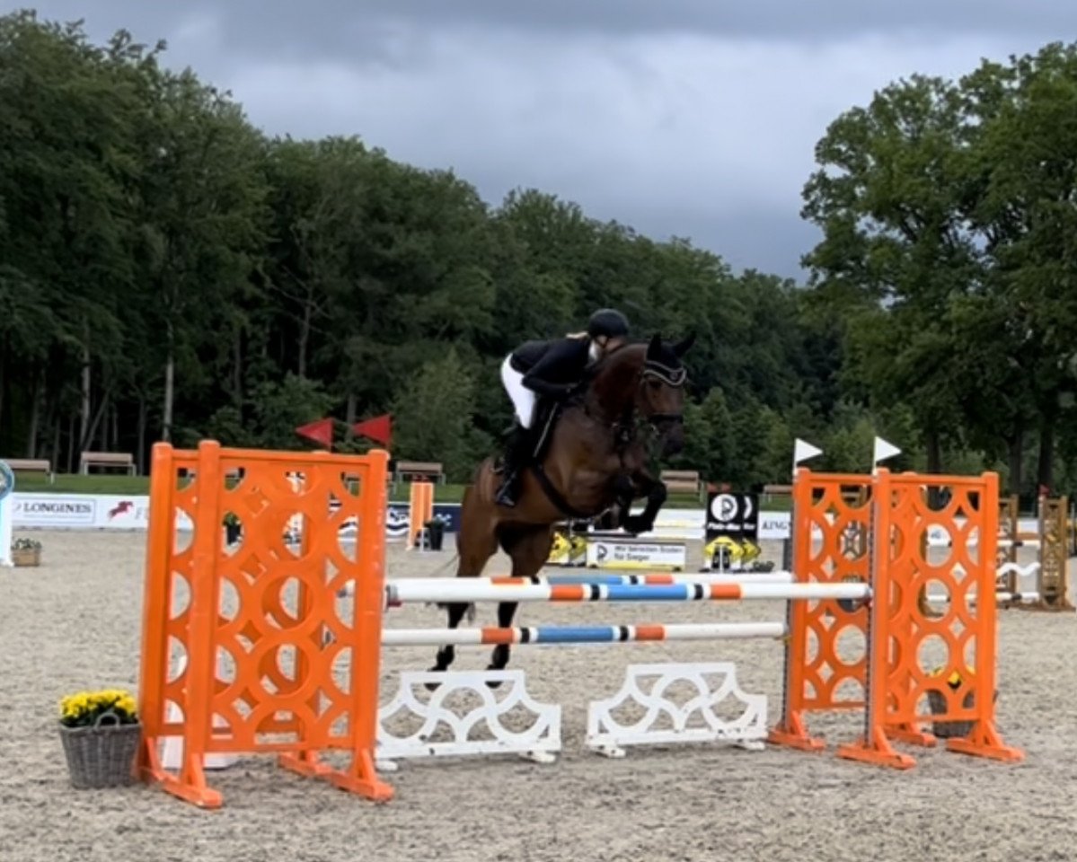 jumper Capinero (Oldenburg show jumper, 2016, from Colman)