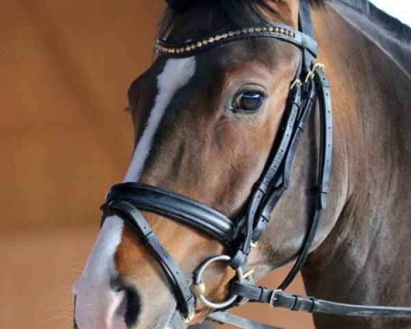 stallion Cezar Obolensky (German Riding Pony, 2008, from FS Champion de Luxe)