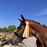 dressage horse Little Hollywood 4 (Hanoverian, 2014, from Livaldon)