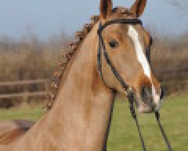 stallion Cezanne de Luxe (German Riding Pony, 2006, from FS Champion de Luxe)