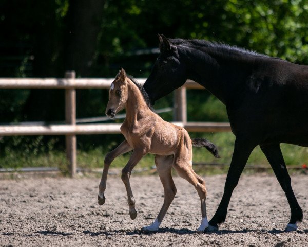 Dressurpferd Girl on fire 'Song (Deutsches Reitpony, 2022, von Golden West NRW)