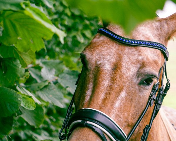 Dressurpferd Amadeus 1020 (Arabo-Haflinger, 2014)