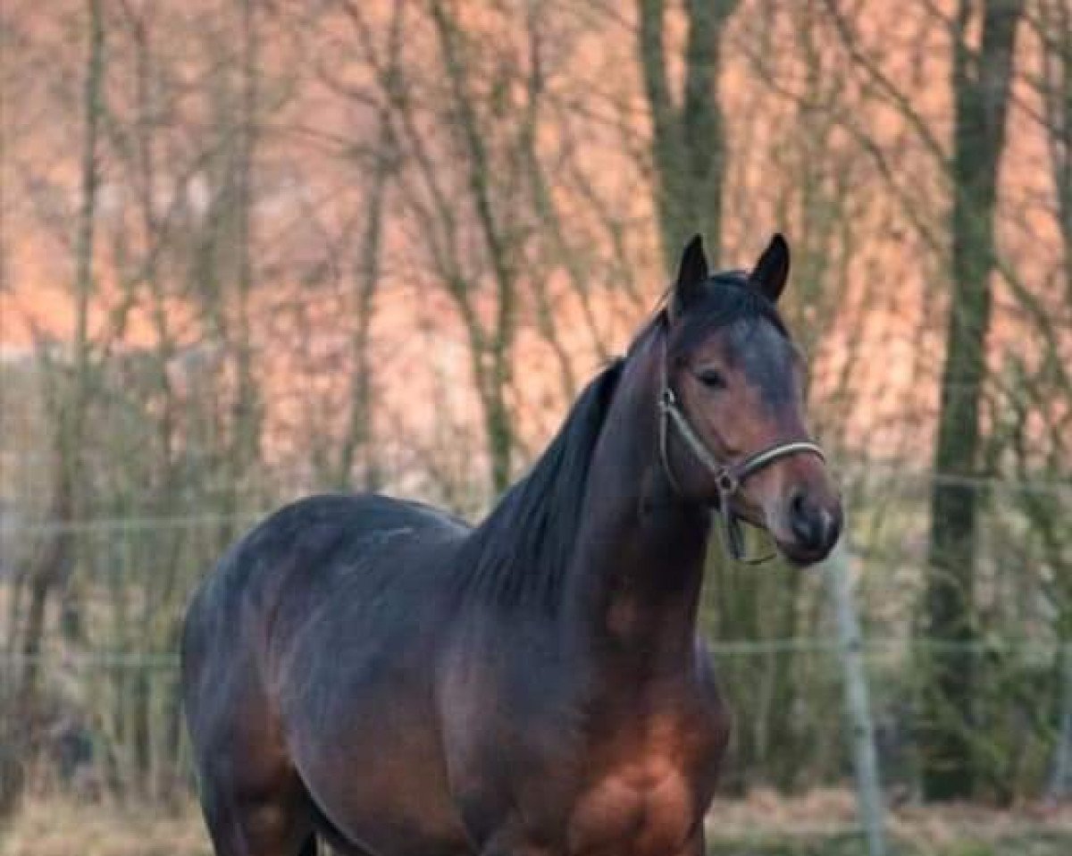 stallion Game Player (Holsteiner, 2018, from Gopura xx)