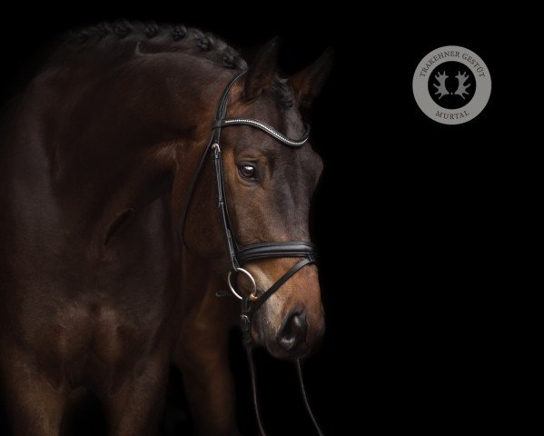 Pferd Nachttänzer (Trakehner, 2018, von Kentucky)