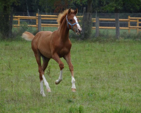 Pferd Tabaluga (Deutsches Reitpony, 2012, von Traumprinz)