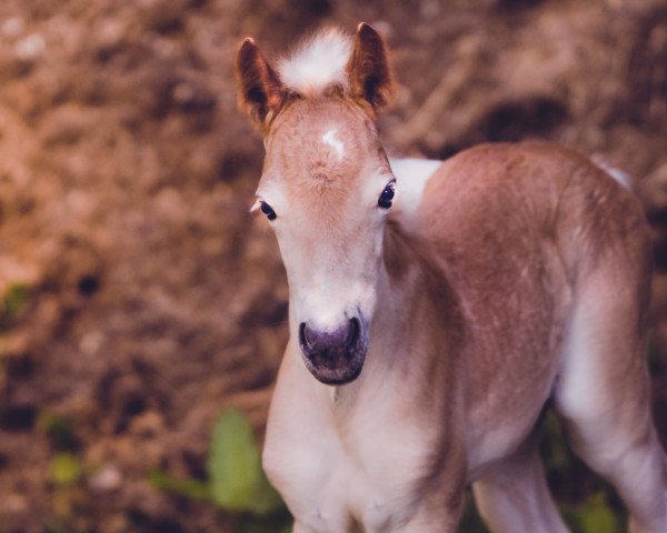 dressage horse Sterling (Haflinger, 2022, from Stand Men -S)