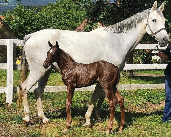 Springpferd Aurora K (Österreichisches Warmblut, 2022, von Gopura xx)