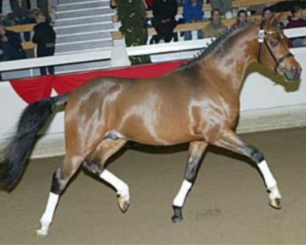 stallion Depardieu (German Riding Pony, 2000, from Don Joshi)