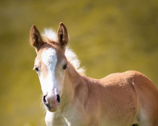 dressage horse Storm Dorian (Haflinger, 2022, from Stand Men -S)