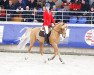 stallion Dimsoum du Montceau (French Pony, 2013, from Un Caprice Dechalusse)