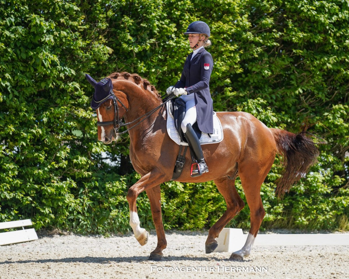 Dressurpferd Superstar NRW (Westfale, 2010, von Sunday)