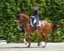 dressage horse Superstar NRW (Westphalian, 2010, from Sunday)