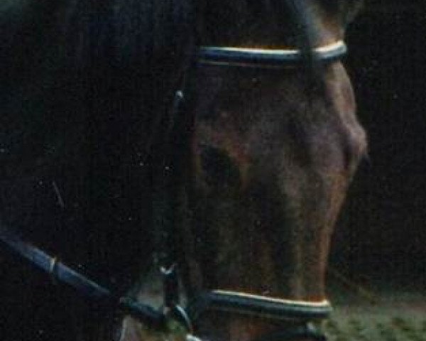 horse Lyrette (Württemberger, 1997, from Lagoheidor G)